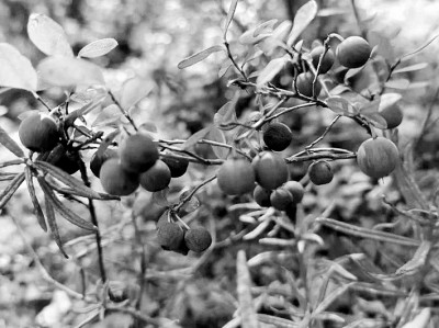 文學(xué)是故鄉(xiāng)映在心田的影子 文學(xué)是故鄉(xiāng)映在心田的影子